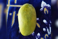 এক আমের দাম ১৬০০ টাকা!