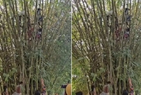 বাঁশঝাড়ের মাথায় উঠে চিৎকার করছিলেন গৃহবধূ, ৯৯৯- এ কল পেয়ে উদ্ধার