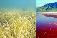 যা গবেষকরা আগে জানতেন না এবার তাই আবিষ্কার করে দেখাল কচ্ছপ