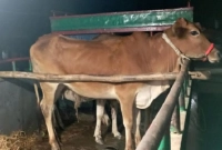 মোবাইল রেখে গরু নিয়ে পালিয়ে গেল চোর!