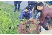 আটকে রাখা  ১২শ ঝুট শালিক পাখি উদ্ধার করে অবমুক্ত