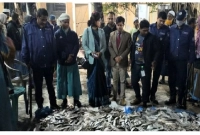 জব্দকৃত ১৫০ কেজি জাটকা ইলিশ এতিমখানা ও মাদ্রাসায় বিতরণ  জব্দকৃত ১৫০ কেজি জাটকা ইলিশ এতিমখানা ও মাদ্রাসায় বিতরণ