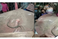 ধরা পড়েছে ২ মণ ওজনেরও বেশি একটি শাপলা পাতা মাছ