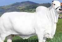 এক গরুর দাম ৫৬ কোটি টাকা!