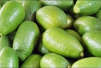 লেবুর-হালি-১৬০-টাকা--খেজুরের-কেজি-কত-জানেন-