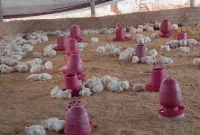 খামারে বিষ প্রয়োগ করে দেড় হাজার মুরগি মেরে ফেলার অভিযোগ!