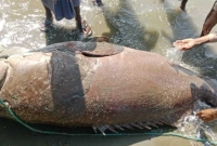 দুই লাখ ৬০ হাজার টাকায় বিক্রি হলো এই মাছটি!