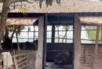 গুলিবর্ষণ করে ওসির খামার থেকে গরু লুট!