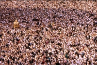 মক্কার পবিত্র মসজিদুল হারামে এক ঐতিহাসিক মুহূর্তের সাক্ষী হলো বিশ্ব