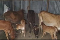 যৌথবাহিনী অভিযান চালিয়ে বিএনপি নেতার বাড়ি থেকে লুটের গরু উদ্ধার