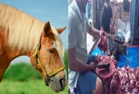 যত-টাকা-কেজিতে-বিক্রি-হচ্ছে-ঘোড়ার-মাংস-স্বাদে-গন্ধে-গরুর-মাংসের-মতোই