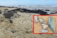 রহস্যজনক ঘন, হলুদ ফেনা, মারা যাচ্ছে মাছ, অসুস্থ শতাধিক সার্ফার 