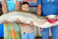 জেলের জালে ১৩ কেজির বিশাল বোয়াল, বিক্রি হলো যত টাকায়