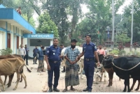  চুরি হওয়া ১৩ গরু মিলল বিএনপি নেতার গোয়ালঘরে