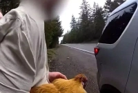 জেল থেকে বেরিয়েই প্রেমিকার বাড়িতে মুরগি চুরি, পুলিশকে দেখেই ফুঁপিয়ে কান্না