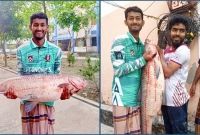 ২০ কেজির গ্রাস কার্প মাছ মিললো বিশ্ববিদ্যালয়ের লেকে 