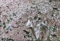 কয়েক-মিনিটের-শিলাবৃষ্টিতে-দুই-উপজেলার-সর্বনাশ-