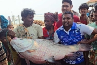 ৫০ হাজার ৪০০ টাকায় বিক্রি হলো এই কাতল মাছটি! ৫০ হাজার ৪০০ টাকায় বিক্রি হলো এই কাতল মাছটি!