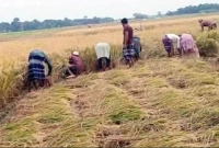 দরিদ্র-অসহায়-কৃষকদের-জমির-ধান-কেটে-বাড়িতে-পৌঁছে-দিচ্ছে-জামায়াতের-নেতাকর্মীরা