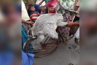 বিশাল এক কচ্ছপ ধরা পড়ল ইছামতি নদীতে