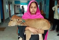 গাভি-নিয়ে-গেছে-পাওনাদার-বাছুর-কোলে-আদালতে-নারগিস-আক্তার