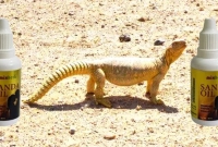 সান্ডা সম্পর্কে যত অদ্ভুত জানা-অজানা তথ্য