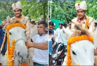ঘোড়ায় চড়ে কনের বাড়িতে বর, দেখতে উৎসুক মানুষের ভিড়