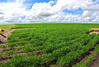 বিশ্বে ১৮৬ দেশের মধ্যে খাদ্যে স্বয়ংসম্পূর্ণ মাত্র ১টি দেশ!