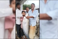 ৭ কেজি ওজনের চিতল মাছ ধরা পড়লো বড়শিতে ৭ কেজি ওজনের চিতল মাছ ধরা পড়লো বড়শিতে