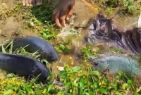 বৃষ্টির সময় কৈ মাছ মাটিতে উঠে আসে কেন?