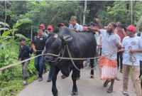 একটি-বিরল-প্রজাতির-ষাঁড়-নিয়ে-খালেদা-জিয়ার-বাসভবনের-পথে-কৃষক-সোহাগ