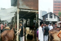 কমতে-কমতে-আজ-রাজধানীতে-কোরবানির-গরুর-দাম-কত-হলো-জানেন-