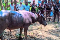 দৌড়ে-ভারতে-ঢুকে-পড়ে-কোরবানির-মহিষ-অতঃপর-যা-ঘটলো