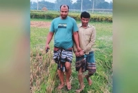 রীতিমতো নাটকীয় কৌশলে ধানখেত থেকে আসামিকে গ্রেপ্তার করল পুলিশ