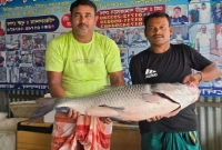 ৪৬ হাজার ২০০ টাকায় বিক্রি হলো বিশাল কাতল মাছটি ৪৬ হাজার ২০০ টাকায় বিক্রি হলো বিশাল কাতল মাছটি