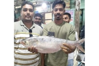 ১৩ হাজার ৩৮৭ টাকায় বিক্রি হলো একটি ইলিশ ১৩ হাজার ৩৮৭ টাকায় বিক্রি হলো একটি ইলিশ