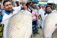 ৩৯ হাজার টাকায় বিক্রি হলো এই কাতল মাছটি! ৩৯ হাজার টাকায় বিক্রি হলো এই কাতল মাছটি!