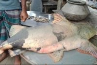 ৬২ হাজার টাকায় বিক্রি হলো বরশিতে ধরা পড়া এই মাছটি!