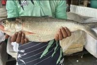  ৭ হাজার ৭০০ টাকায় বিক্রি হলো একটি ইলিশ মাছ!