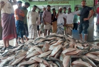 জাল ফেলতেই উঠে এসেছে ঝাঁকে ঝাঁকে রুপালি ইলিশ!