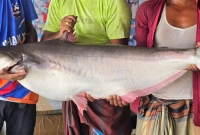 ৬০ হাজার টাকায় বিক্রি হলো এক পাঙ্গাশ