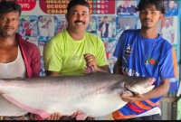 ৫৭ হাজার ৫০০ টাকায় বিক্রি হলো এই পাঙ্গাশ মাছটি