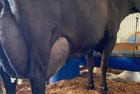 জিরোল্যান্ডো জাতের এই গরুটি দিনে ১২০ লিটার দুধ দিয়েছে