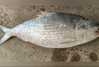 ৬ হাজার টাকায় বিক্রি হলো একটি ইলিশ