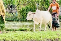 গরুর-সাহায্যে-চলাফেরা-করেন-অন্ধ-কাজেম-আলী-
