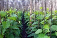 কুষ্টিয়ায়-হঠাৎ-পানের-দাম-কত-হলো-জানেন-