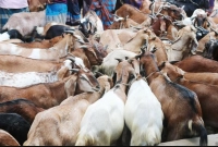 সহজেই লাভবান হওয়া যায় যে ছাগল পালনে