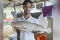 ৮০-হাজার-টাকায়-বিক্রি-হলো-এই-‘ব্ল্যাক-ডায়মন্ড’-মাছটি-