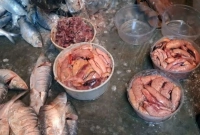 চাঁদপুরে পুরোদমে শুরু হয়েছে ইলিশের ডিম বেচাবিক্রি, কেজি যত