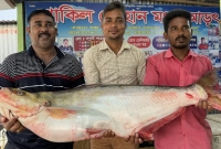 পদ্মার-এক-ঢাই-মাছ-৪৬-হাজার-টাকায়-বিক্রি